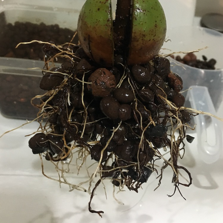 アボカド水耕栽培 ハイドロカルチャー とハイドロボール 食べたら種を育てよう Sanzinopapa